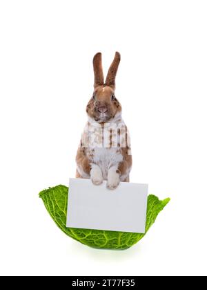 cute rabbit with mail envelope isolated on white background Stock Photo