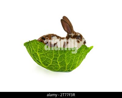 rabbit sitting in cabbage leaf isolated on white background Stock Photo