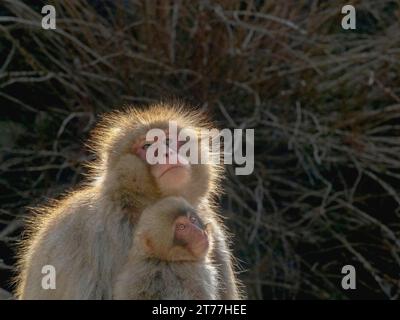 Japanese macaque, snow monkey (Macaca fuscata), mother with child in backlight, Japan, Jigokudani Monkey Park Stock Photo