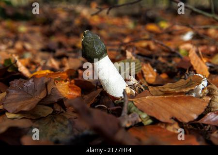 common stinkhorn (Phallus impudicus) in a forest at the Ruhrhoehenweg in the Ardey mountains near Wetter on the river Ruhr, North Rhine-Westphalia, Ge Stock Photo