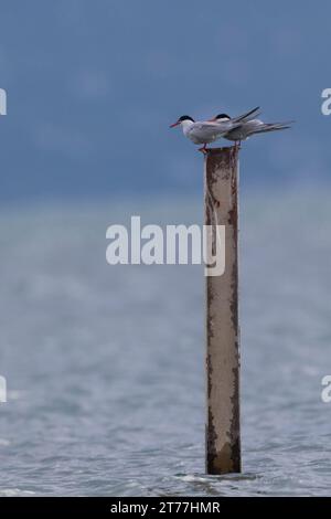 Common tern (Sterna hirundo), two common terns perching together on a post in the ocean, Croatia Stock Photo