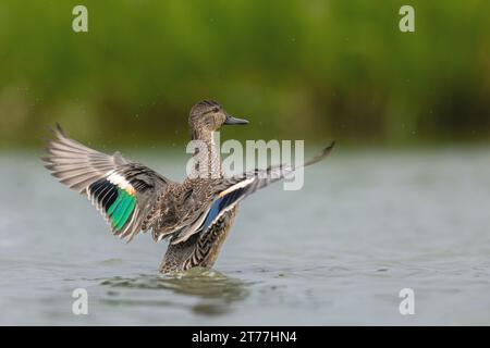 green-winged teal, Eurasian teal, Eurasian green-winged teal, common teal (Anas crecca), wings flapping in shallow water, Netherlands, Frisia, Stock Photo