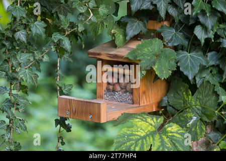 European red squirrel, Eurasian red squirrel (Sciurus vulgaris), homemade feeder for squirrels Stock Photo
