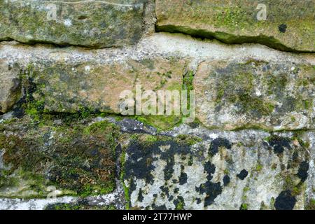 An old brick wall with moss and algae overgrown. Meant as background Stock Photo