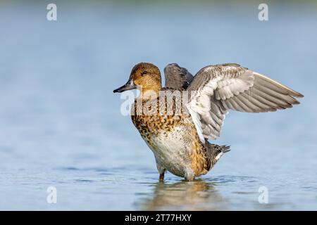 green-winged teal, Eurasian teal, Eurasian green-winged teal, common teal (Anas crecca), female standing in shallow water with raised wings, side Stock Photo