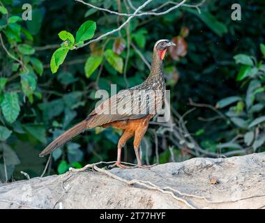 chestnut-bellied guan (Penelope ochrogaster), walking along a riverbank, Brazil, Pantanal Stock Photo