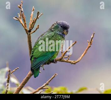 scaly-headed parrot (Pionus maximiliani), adult perched in a tree in south-east Brazil, Brazil Stock Photo