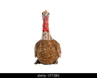 turkey sitting isolated on white background Stock Photo