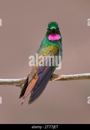 Brazilian ruby (Clytolaema rubricauda), male perched on a thin branch, Brazil, 1 Stock Photo
