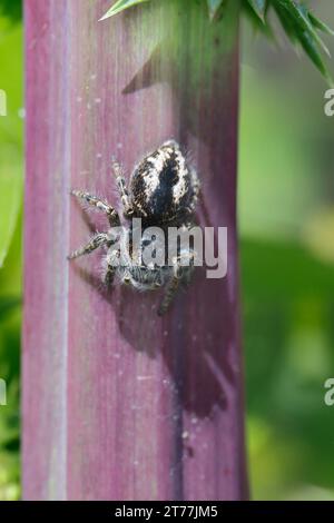 Jumping spider (Philaeus chrysops), female sitting headlong at a plant stem, dorsal view, Croatia Stock Photo