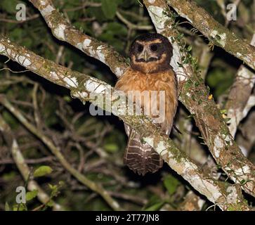 Tawny-browed Owl (Pulsatrix koeniswaldiana), adult perched on a branch in forest, Brazil, Reserva Ecologica de Guapiacu Stock Photo