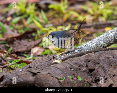 white-breasted tapaculo (Eleoscytalopus indigoticus), perched on a branch in forest understorey, Brazil Stock Photo
