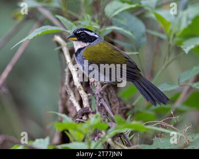 Half-collared Sparrow (Arremon semitorquatus), male perched on a branch in Brazilian rain forest, Brazil Stock Photo