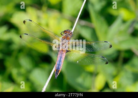 scarce chaser dragonfly, scarce libellula (Libellula fulva), male at a stem, transitional coloration from immature to fully colored animal, Germany Stock Photo