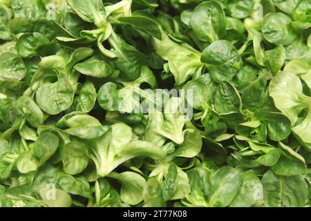 Common cornsalad, Lamb's lettuce, European cornsalad (Valerianella locusta), picked cornsalad Stock Photo