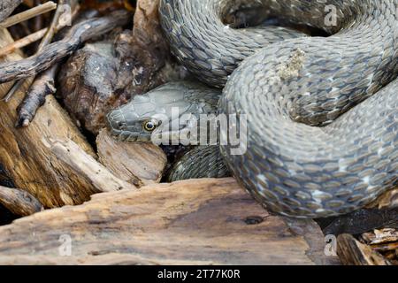 dice snake, water snake (Natrix tessellata), between dead wood, portrait, Croatia Stock Photo