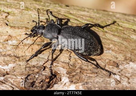 leatherback ground beetle (Carabus coriaceus), on dead wood, Germany, Bavaria, Isental Stock Photo