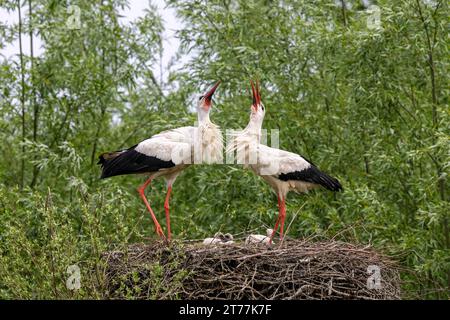 white stork (Ciconia ciconia), bill-clattering storks with chicks in the nest, side view, Netherlands, Overijssel, Weerribben-Wieden National Park Stock Photo