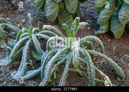 Winter frost on a pair of Kale Nero di Toscana (Brassica oleracea Acephala) plants growing in an amateur vegetable garden. Stock Photo