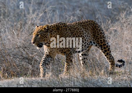 Leopard walking wild in a forest Stock Photo