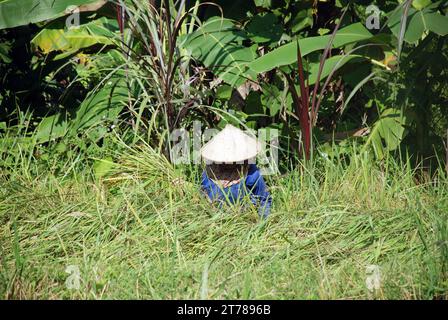 a woman harvesting sticky rice in the mountains of north Vietnam Stock Photo