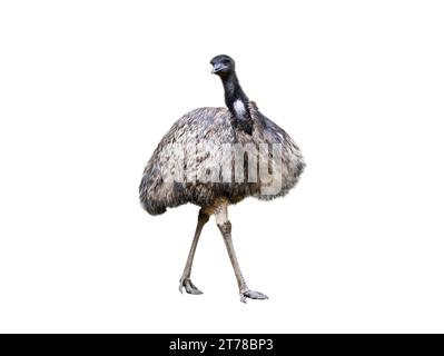 emu ostrich isolated on white background Stock Photo