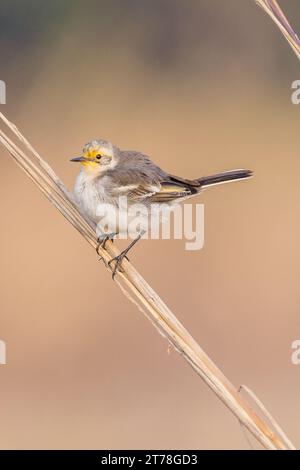 Wagtail bird at Bharatpur Bird Sanctuary in Rajasthan, India Stock ...