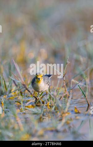 Wagtail bird at Bharatpur Bird Sanctuary in Rajasthan, India Stock ...