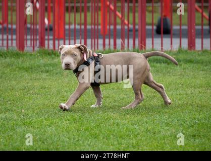 An American XL Bully puppy in a Birmingham park. Stock Photo