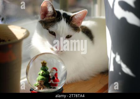 Japanese Bobtail cat looking at a Christmas snow globe by the window Stock Photo