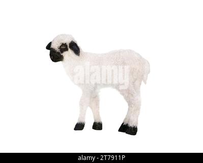 small Welsh black-faced sheep isolated white background Stock Photo