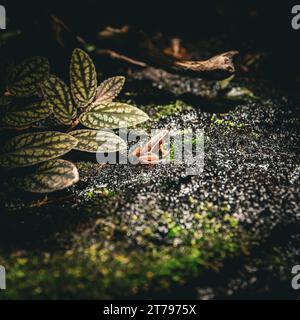 Anthony's poison arrow frog in natural habitat Stock Photo