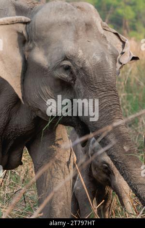 Elephant family with calfs in the wild Stock Photo