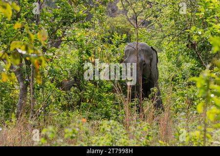 Elephant in the jungle Stock Photo