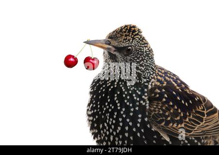 bird starling pest eating cherry berries in the gardens Stock Photo