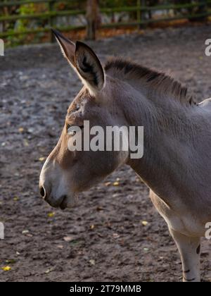 donkey portrait in the farm Stock Photo