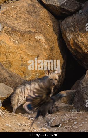 Indian striped hyena pups in the wild Stock Photo