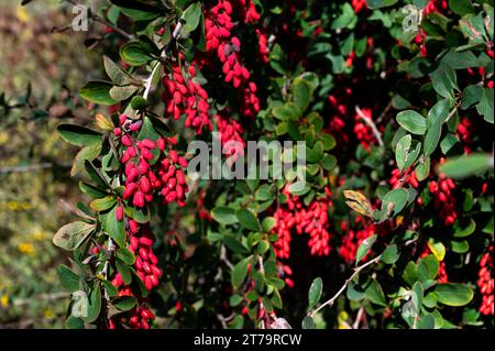 Deciduous shrub, leaves colour well in autumn with bright red berries. Small yellow flowers in late spring. Stock Photo