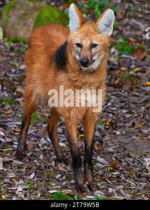 Red Maned Wolves Red Maned Wolf close up head shot Stock Photo - Alamy