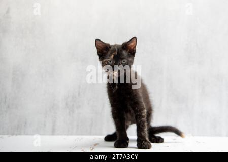 A real tortoiseshell striped tabby cat. 8-10 weeks old domestic kitten. Stock Photo