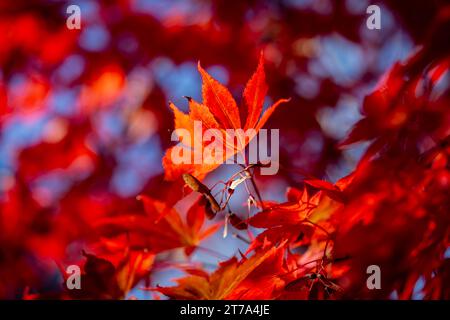 A close up of vibrant maple leaves in fall Stock Photo