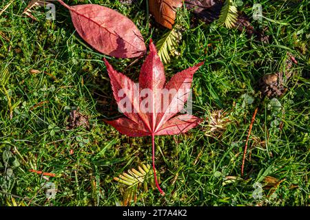 Colourful leaves fallen from the tree onto grass, in November Stock Photo