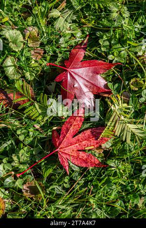 Looking down at two colouful fallen maple leaves in the November sunshine Stock Photo
