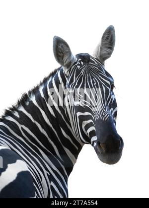 Portrait of Zebra isolated on a black background with space for text ...
