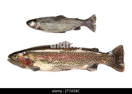 big and small freshwater fish rainbow trout (Oncorhynchus mykiss). isolated on white background Stock Photo