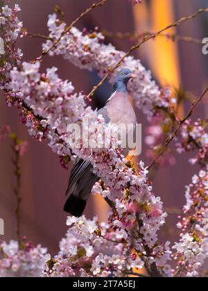 wild wood pigeon sits on cherry blossoms Stock Photo