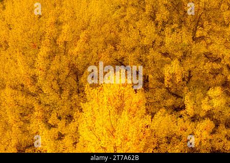 Beautiful autumn background, aspen trees forest during yellow golden autumn period Stock Photo