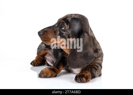 Sad marble dachshund puppy looks away, lying on white studio background Stock Photo