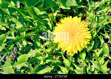 This close-up image captures the vivid beauty of a single, vibrant yellow dandelion flower in full bloom, set against a lush green field, showcasing t Stock Photo