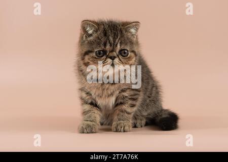 sad exotic shorthair kitten is sitting on light studio background. Color brown Stock Photo